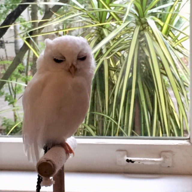 Luna visiting The Yoga Sanctuary